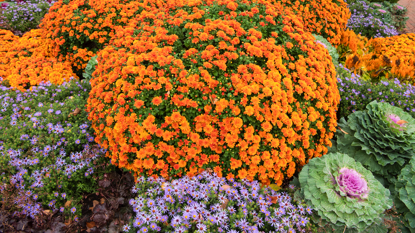 mums and cabbage