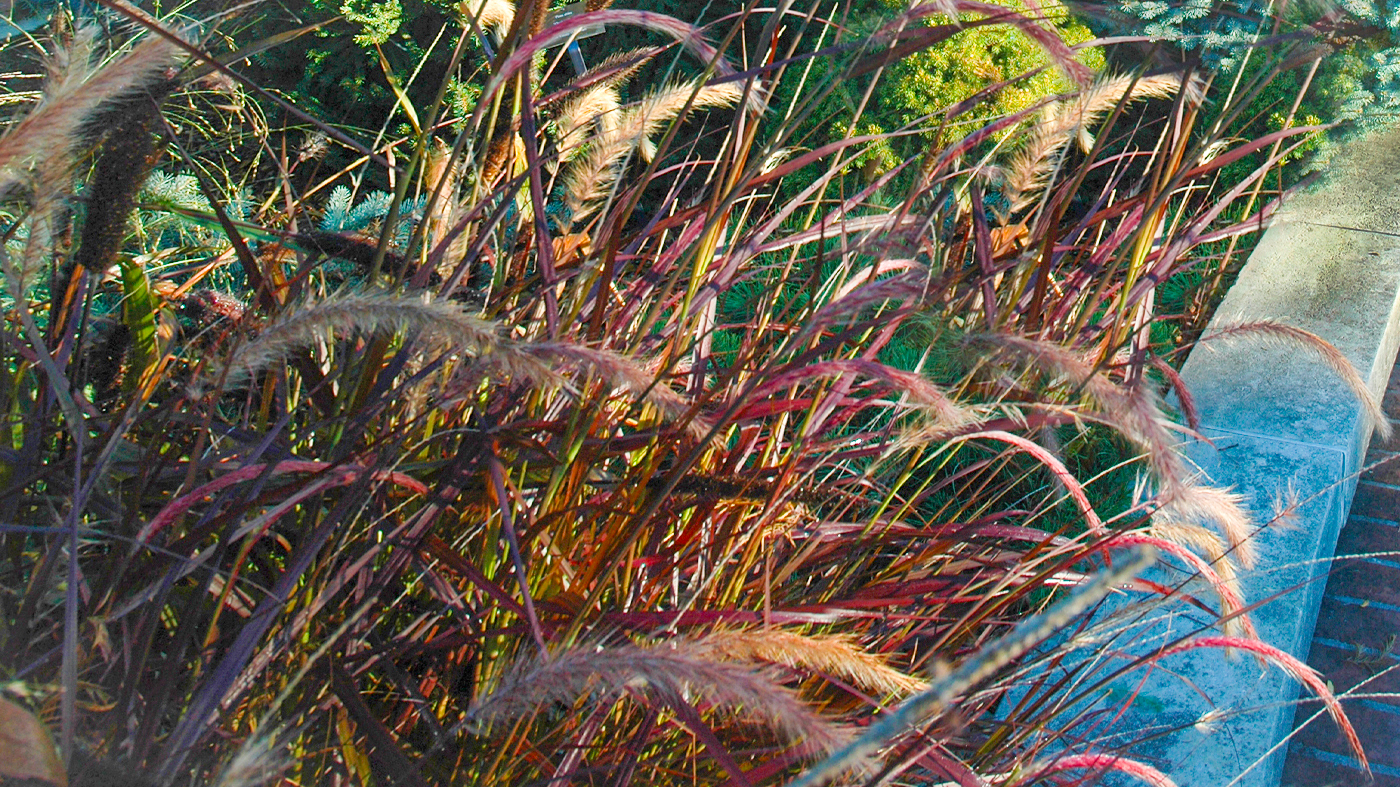 Red fountain grass (Pennisetum rubrum