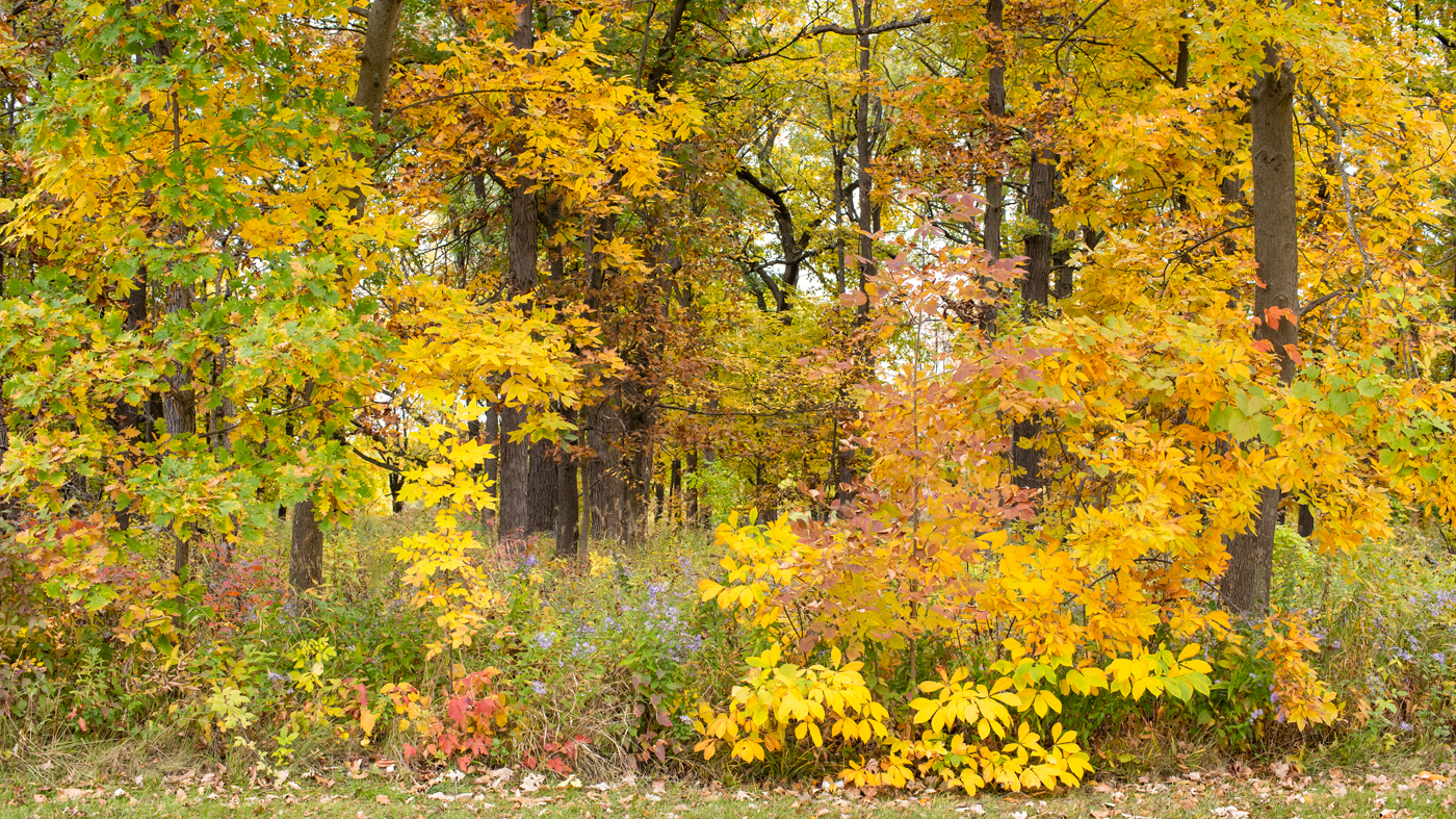 mcdonald woods fall