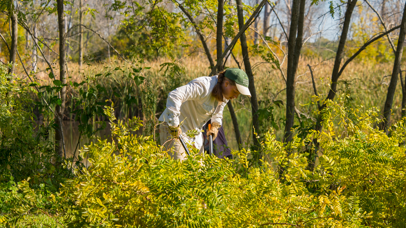 Science clearing invasive species