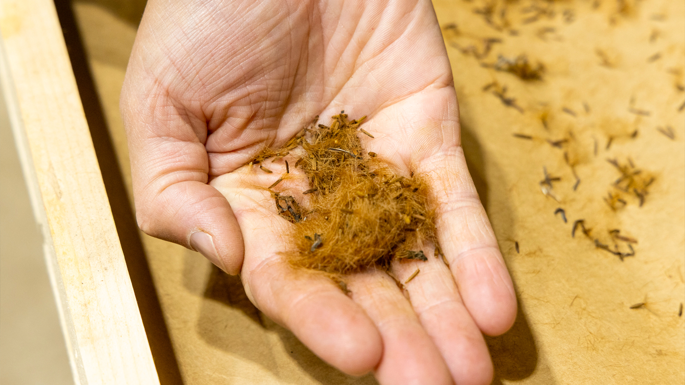 Science native seeds