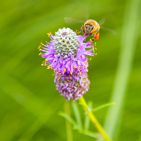 bee on a weed