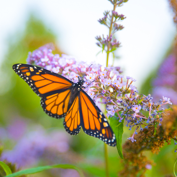 butterfly on a weed