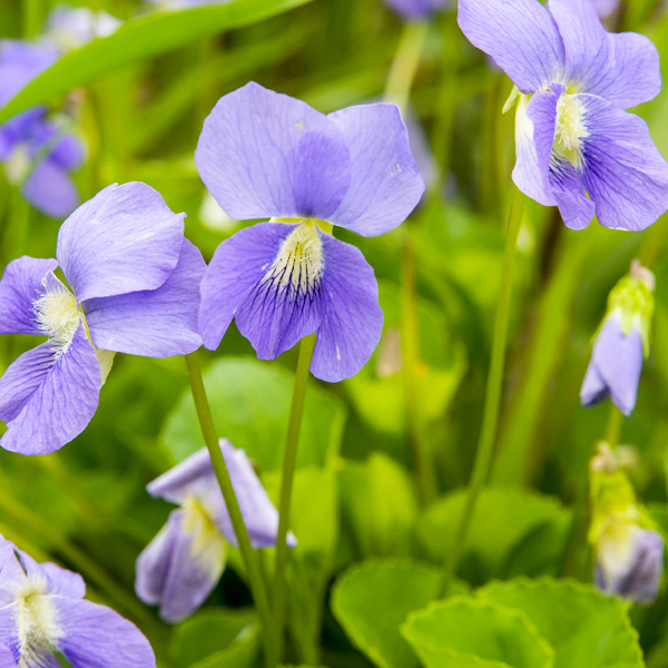 Viola sororia a weed