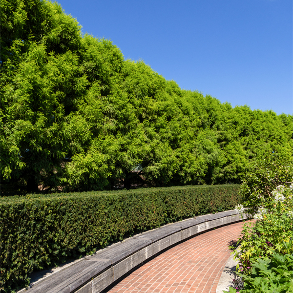 Bald Cypress