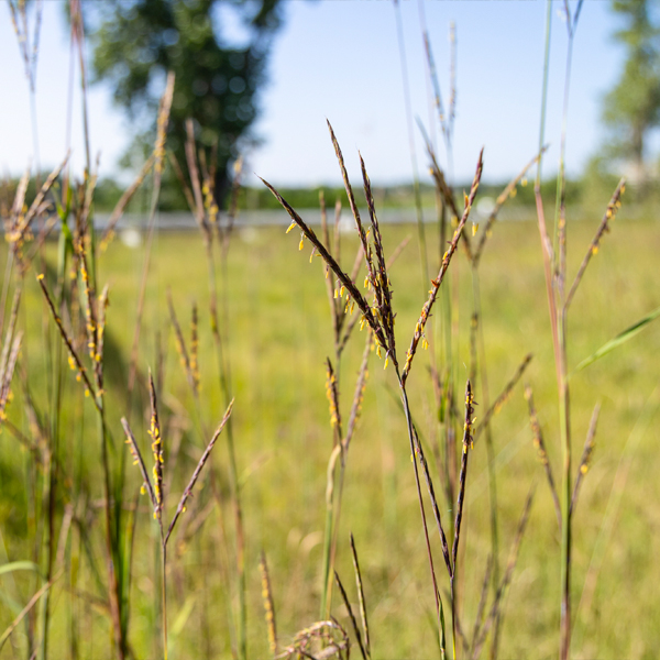 Big bluestem