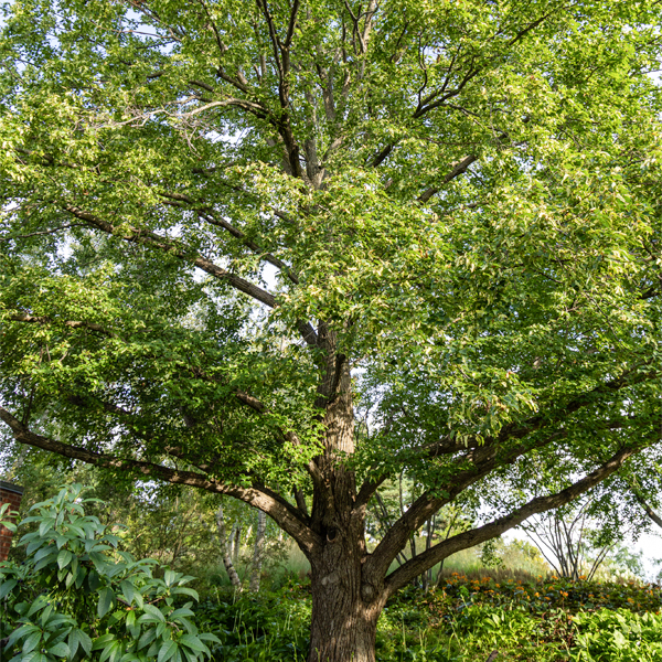 Littleleaf linden