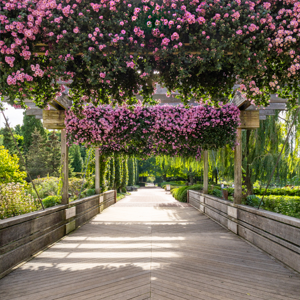 mums green bridge