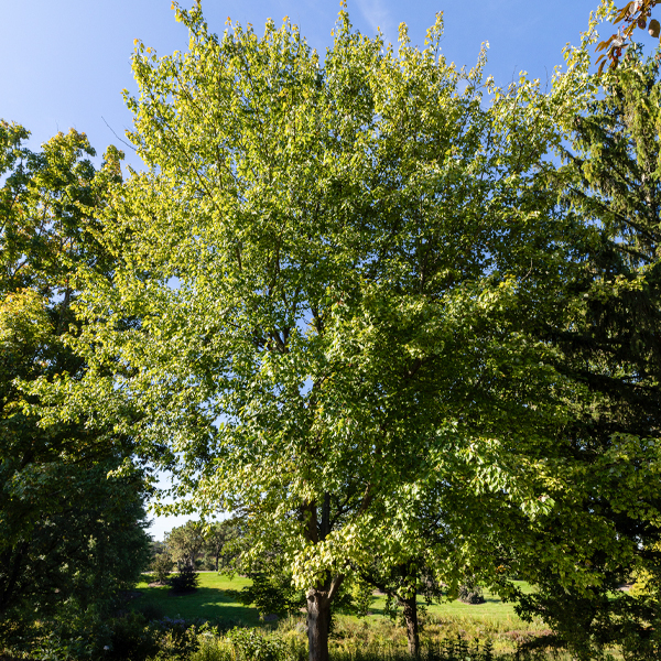 Sugar Maple