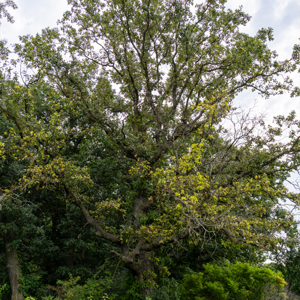 Swamp White Oak