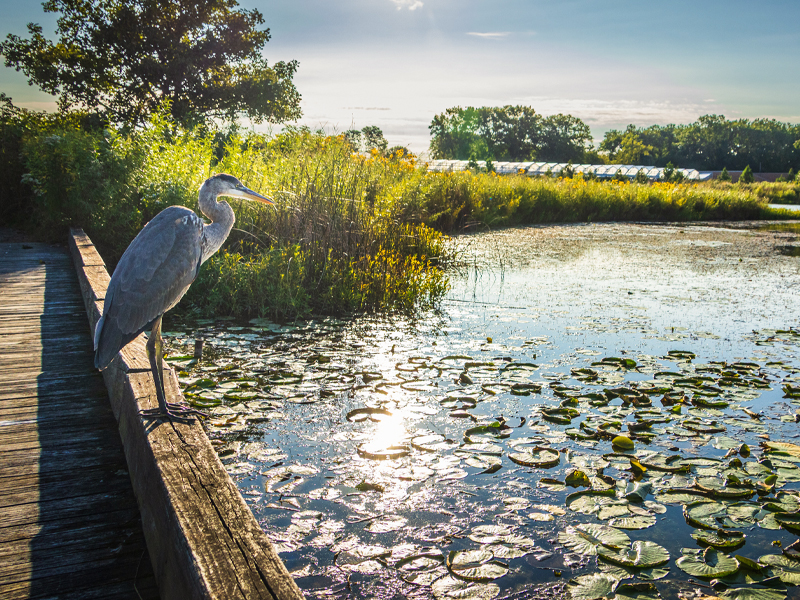 Marsh Island