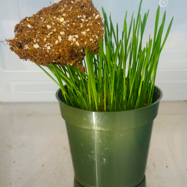 mighty plant