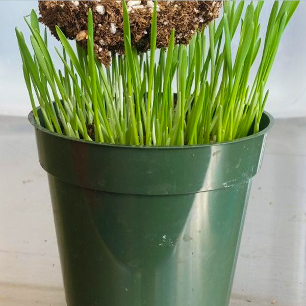 sprouts