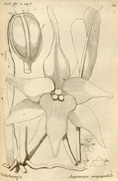 Angraecum sesquipedale illustrated book plate ILLUSTRATION: Angraecum sesquipedale illustrated book plate