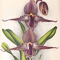 Asian Orchids Illustrated