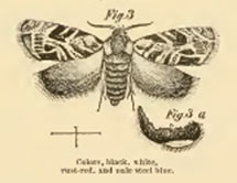 ILLUSTRATION: moth markings by B.D. Walsh