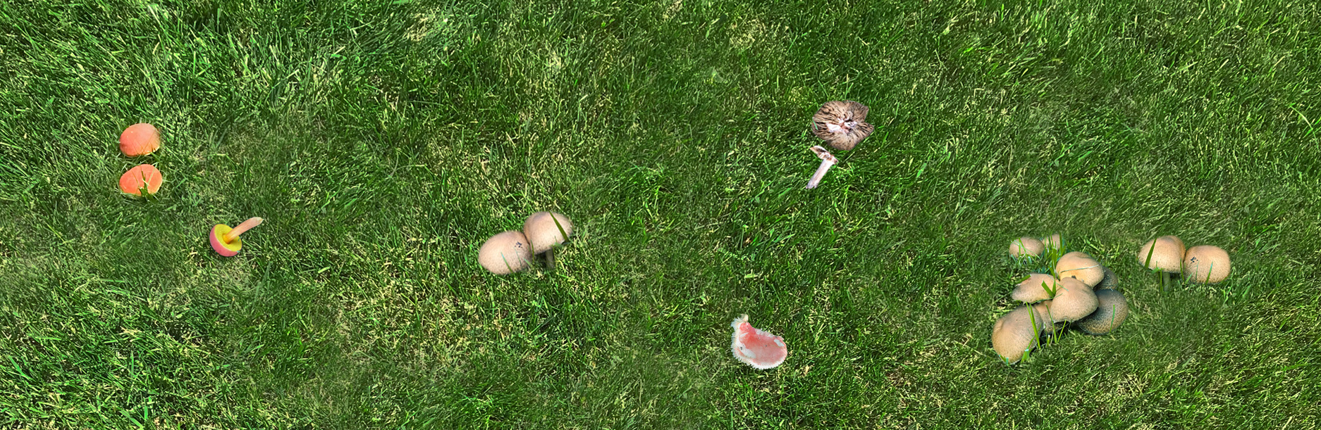 Yard mushrooms