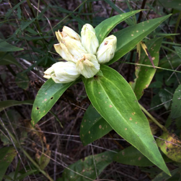 Gentiana alba