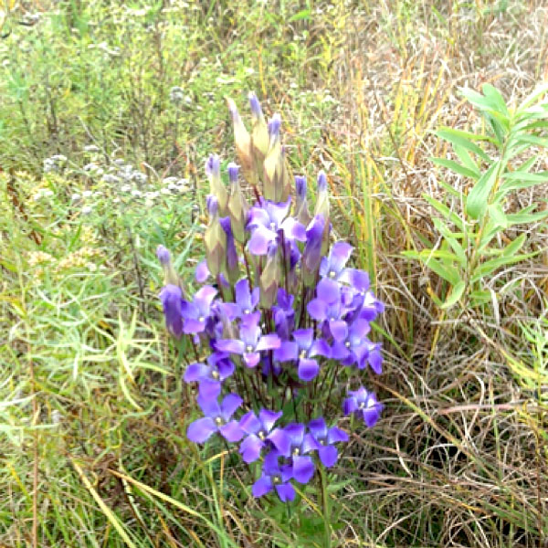 Gentiana crinita