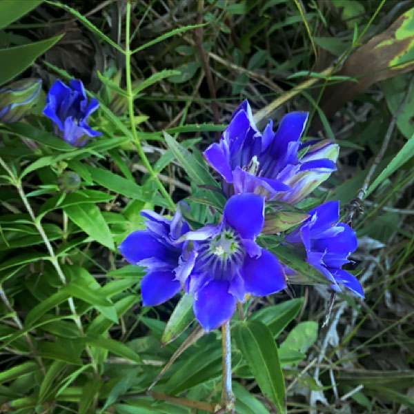 Gentiana puberulenta