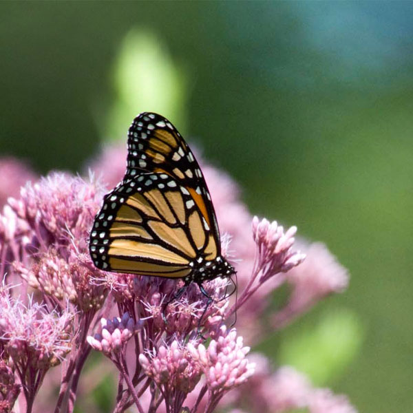 Monarch in the Prairie