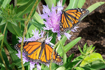 Butterfly Gardening On The Rise Chicago Botanic Garden