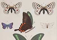 Butterflies in Print