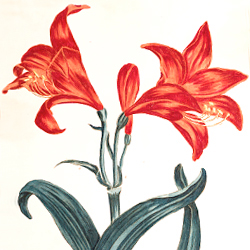 Chelsea Physic Garden: Botanical Stories
