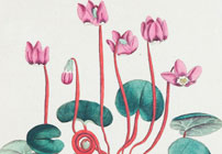 Curtis’s: the Longest Running Botanical Magazine