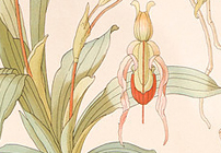 Exotic Orchids