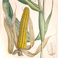 Corn illustration