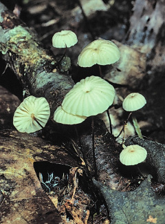 PHOTO: mushrooms