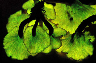 PHOTO: mushrooms that glow