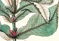 Healing Plants
