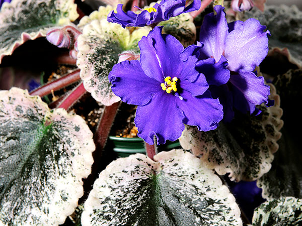 african violet