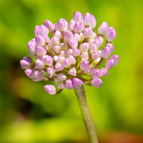  Allium tanguticum 'Noneuq'