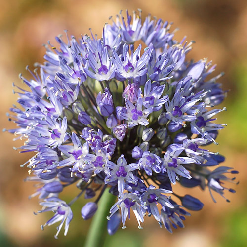 Allium Caeruleum