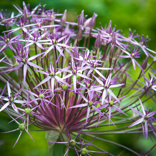 Allium Christophii Stars of Persia