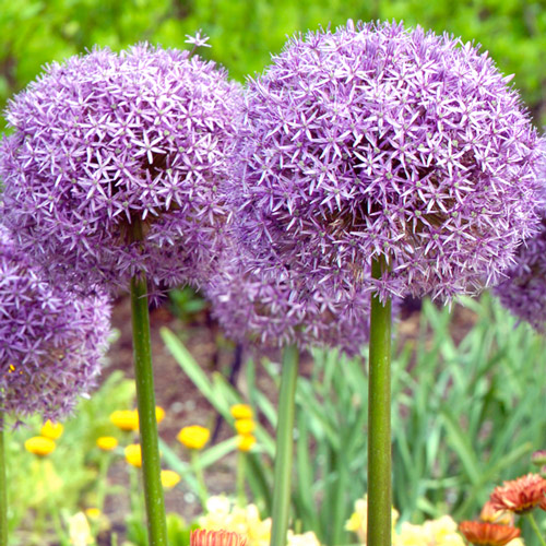 Allium Globemaster