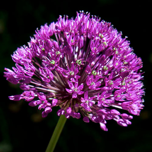 Allium Aflatunense Purple Sensation