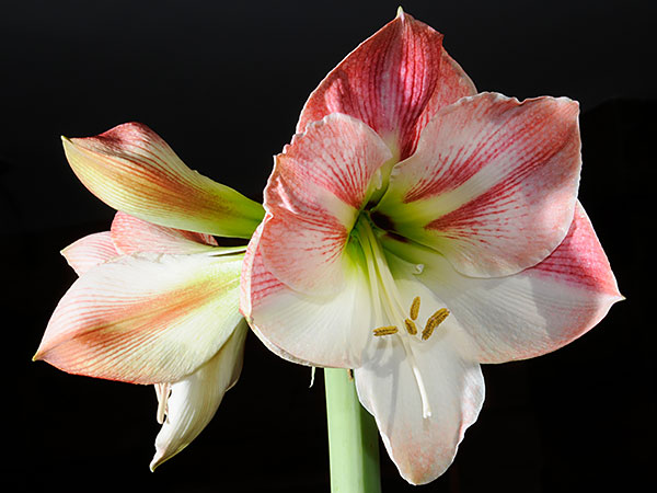 amaryllis