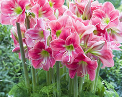 Amaryllis care