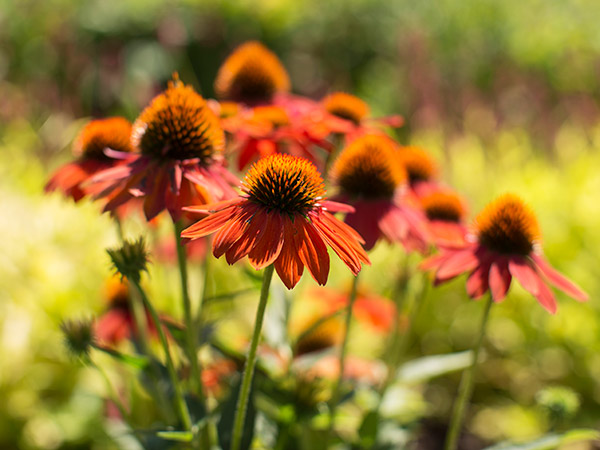 coneflowers