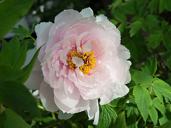 Peony