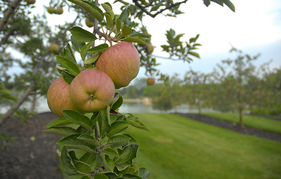 apples