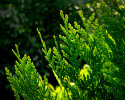 Arborvitae