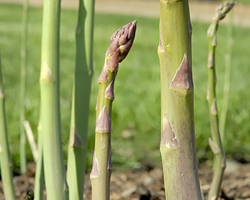 Harvesting Asparagus