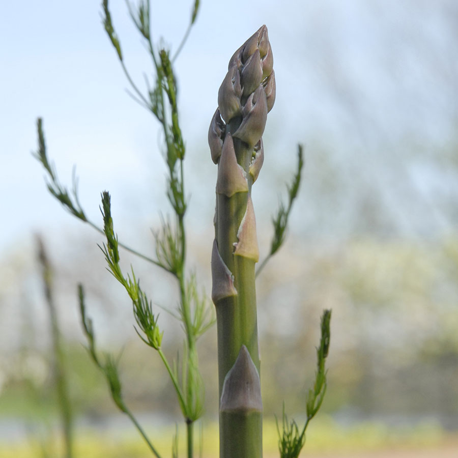 asparagusstalk