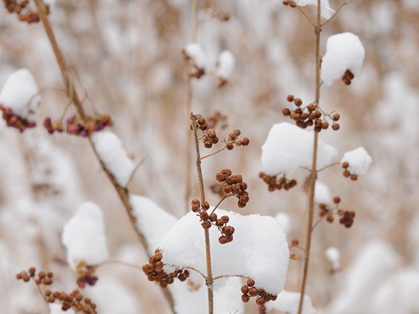 winter shrubs