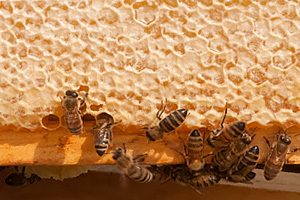 Bees Making Honey